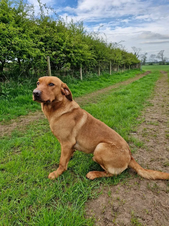 Standing at stud