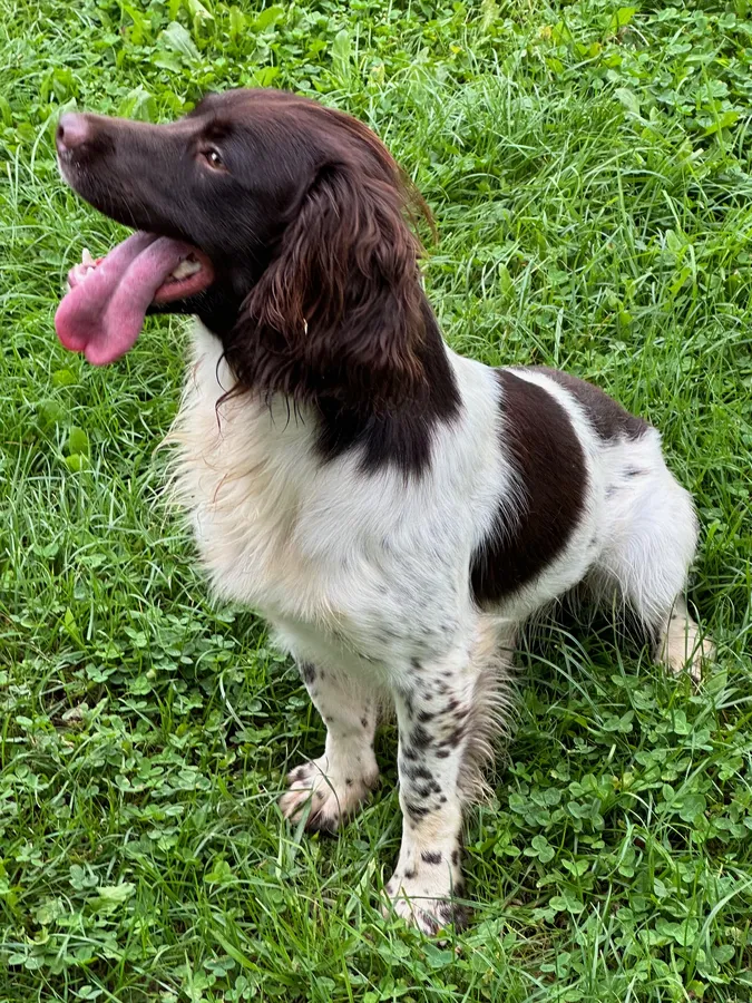 Part trained ESS Dog