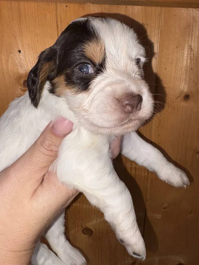 Royalty has arrived Exceptional Working Cocker Spaniels