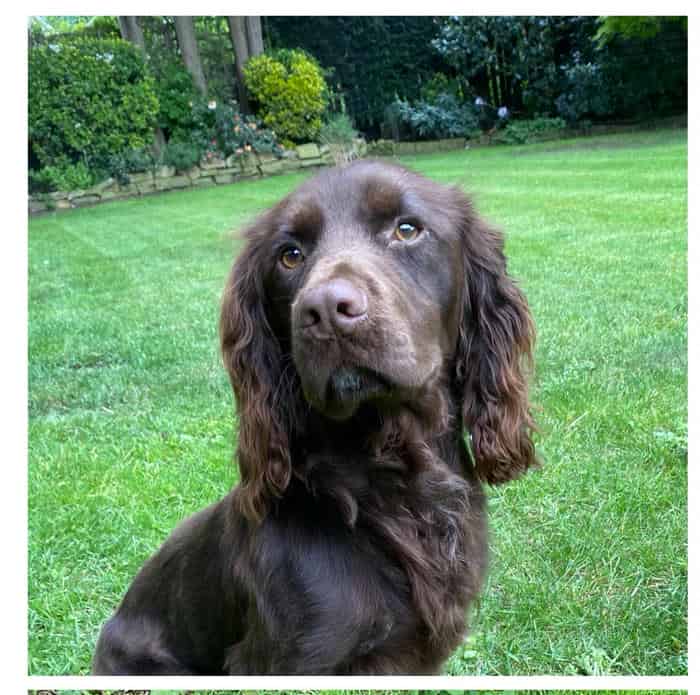 Lovely Chocolate WCS Stud Dog