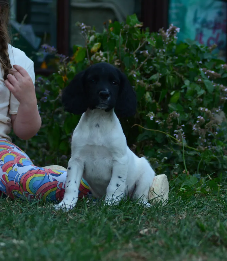 KC 10 week old Springer Spaniel puppies