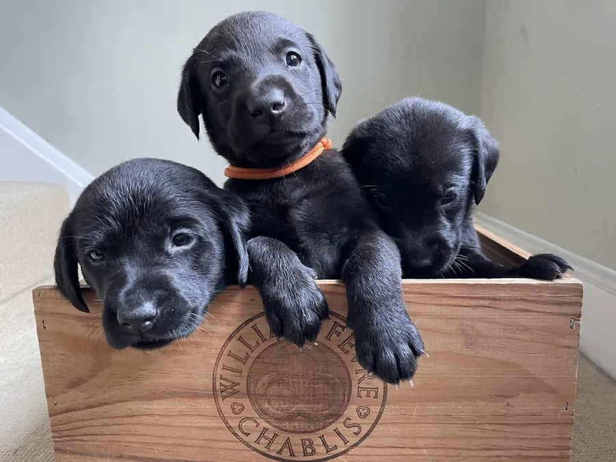 KC registered Labrador Pups