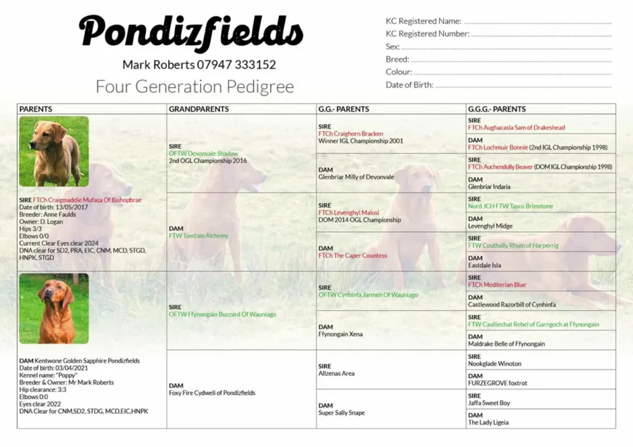 Pondizfields Fox Red Labrador pups