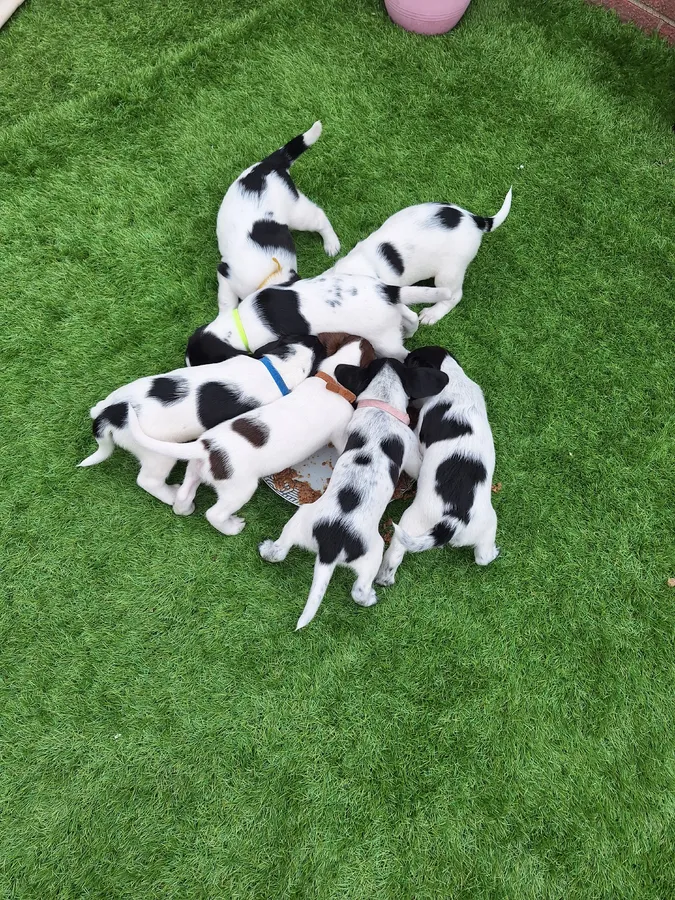 Speagle puppies