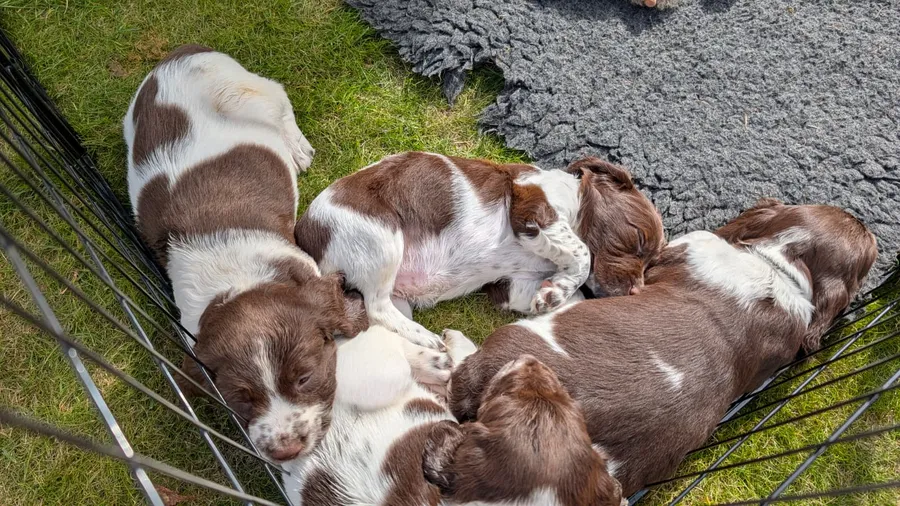 2 x KC registered liver and white dog puppies available