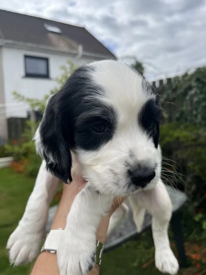 English spriinger spaniel pups