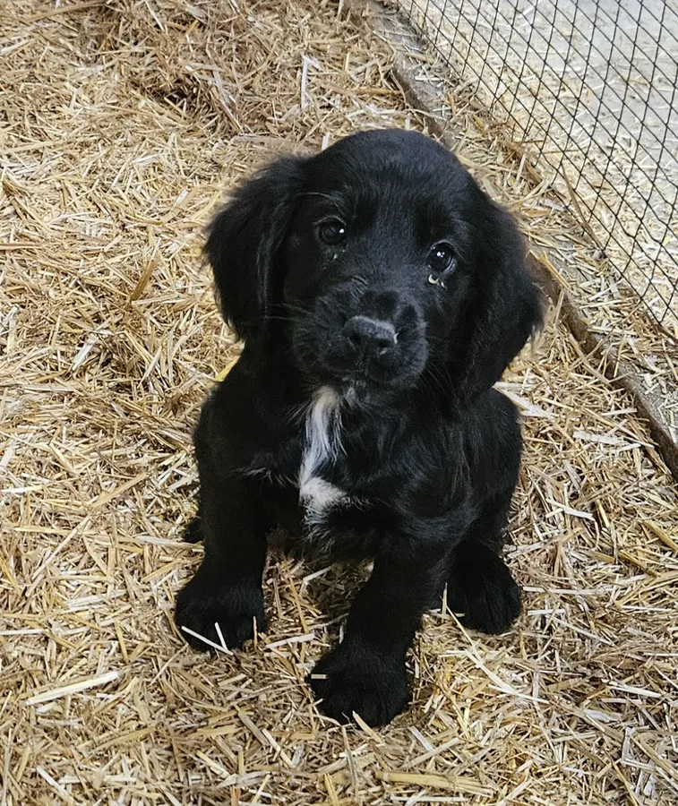 Kennel club registered Cocker spaniel puppies