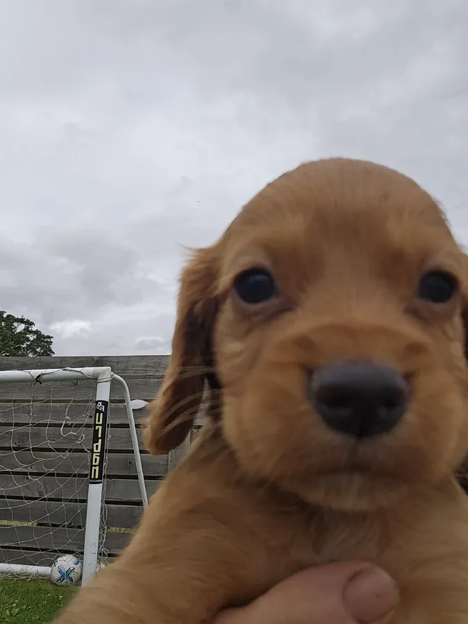 Beautiful cocker spaniel puppies