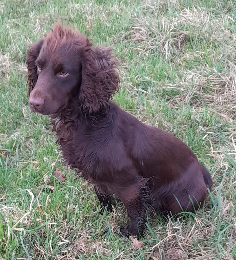 Exceptionally Well Health Tested Proven K C Registered FTCH x OFTW