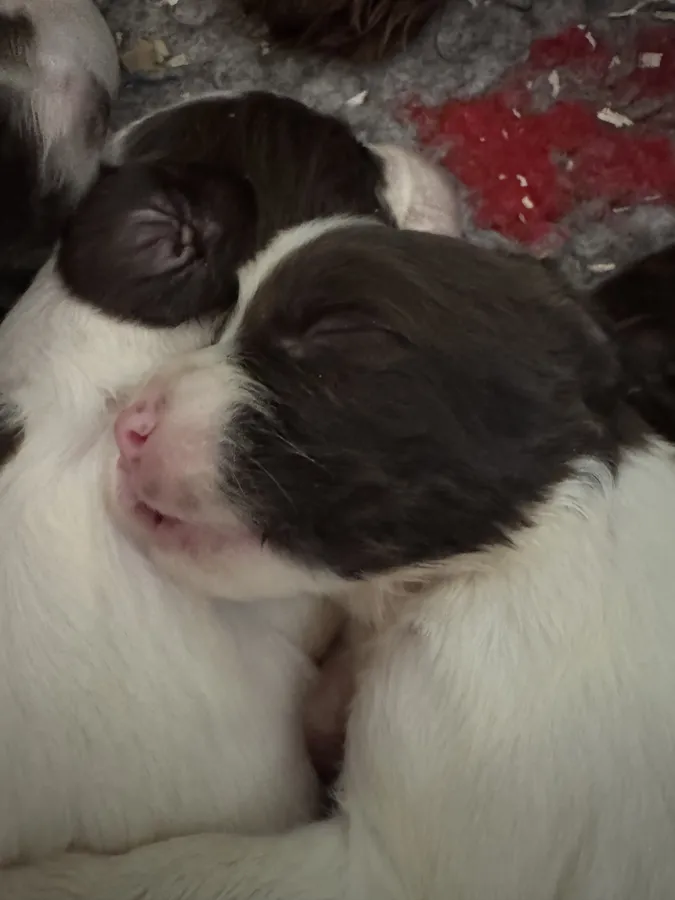 Springer pups for sale