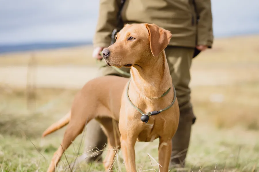 Exceptional Litter of Labrador Retrievers