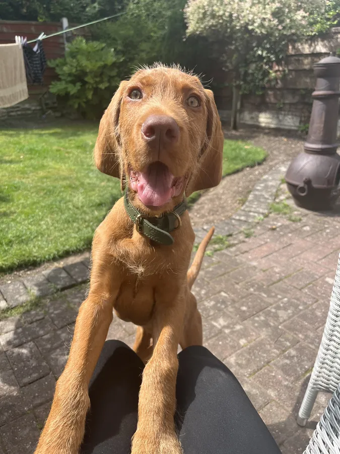 KC Reg WHV Pup Excellent potential