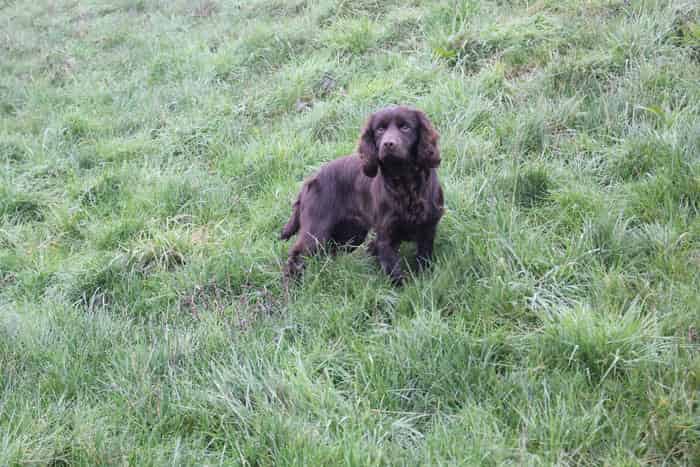 Health tested cocker spaniel stud
