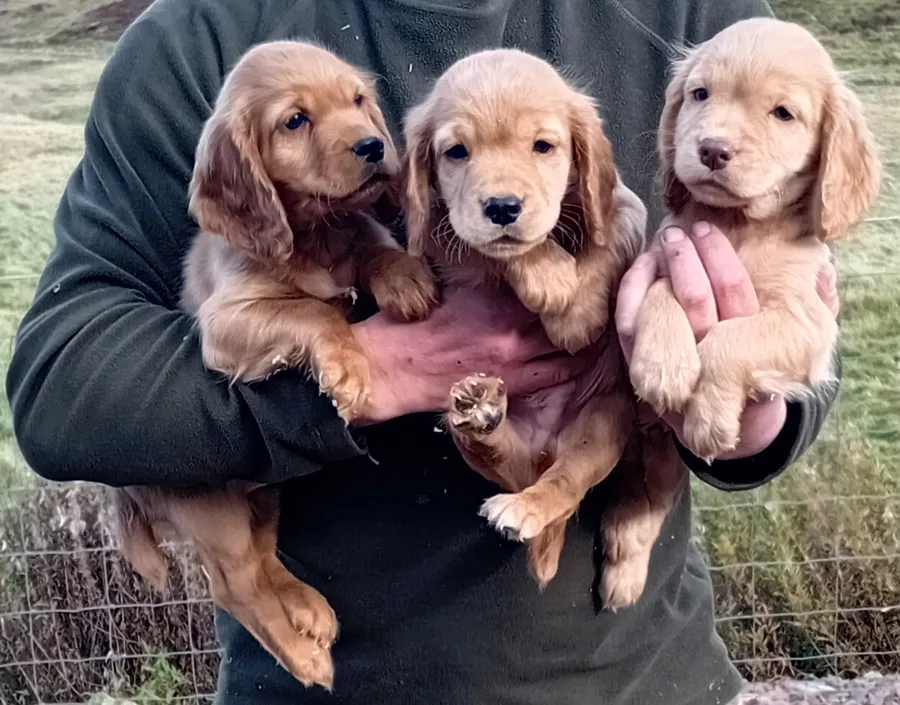 Cocker Spaniel Puppies