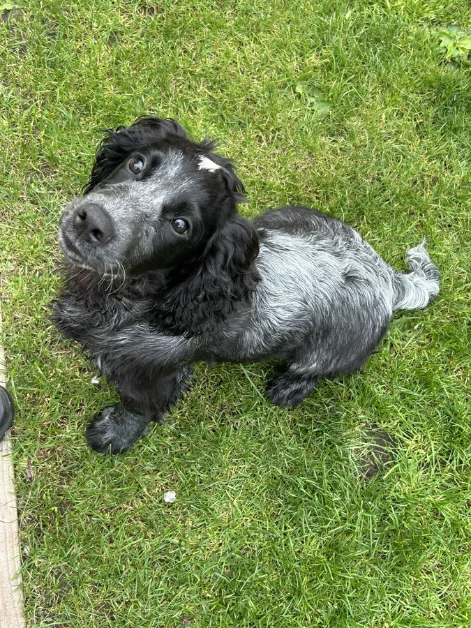 Blue Roan Dog Pup