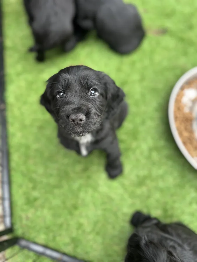Working cocker spaniels