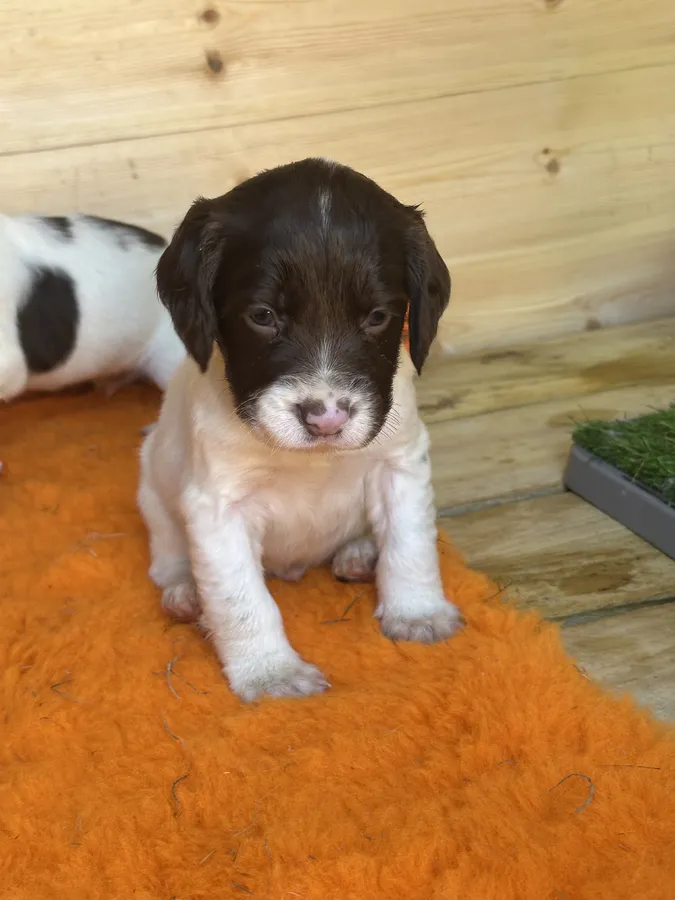 KC REG SPRINGER SPANIELS