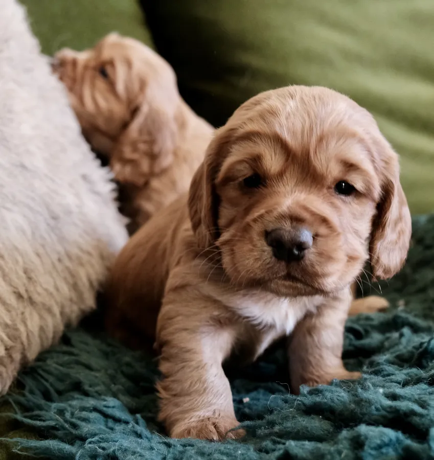 KC Golden Red Cocker Puppies
