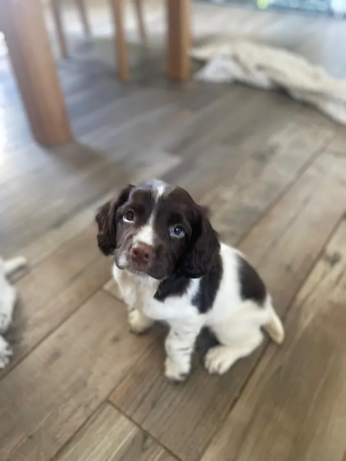 Springer Spaniel pups liver and white
