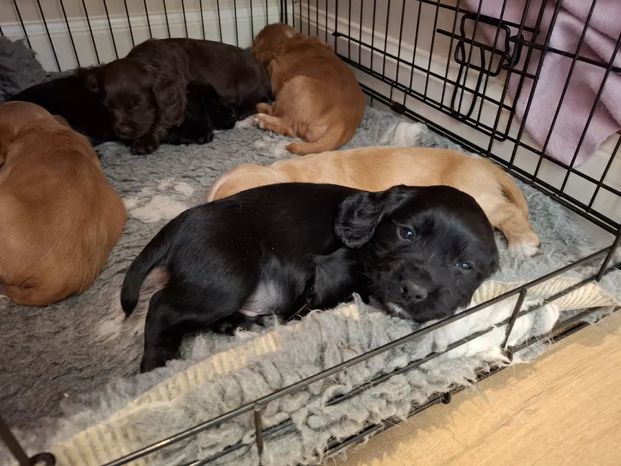 Quality Working Cocker Pups