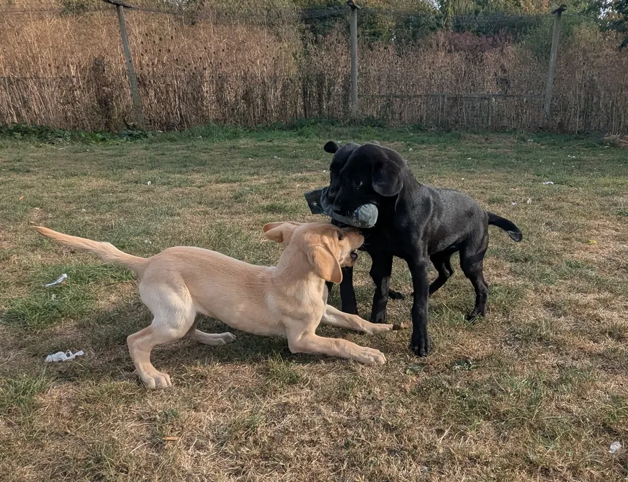 Smart mixed colour labrador litter parents health tested