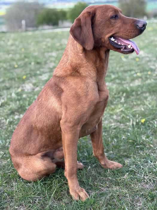 Ozzy - proven and health tested