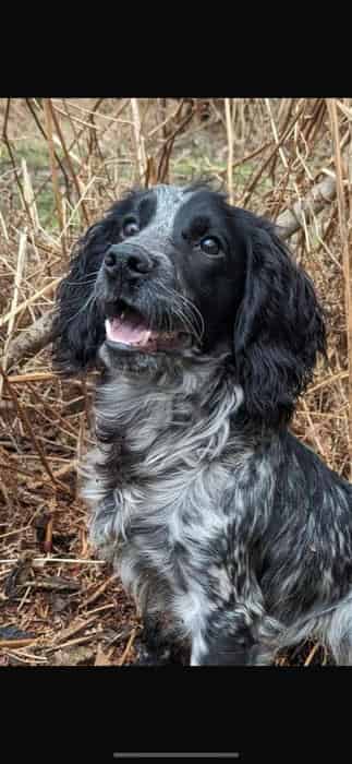 Kinmurtyre Fred Flintstone for Stud