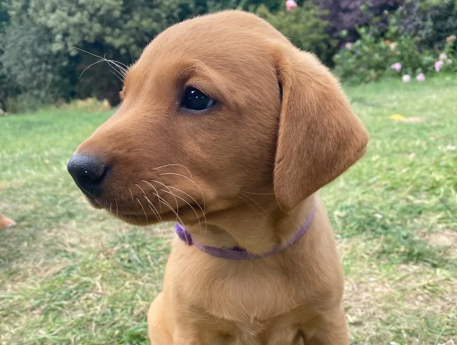 Registered Fox Red puppies