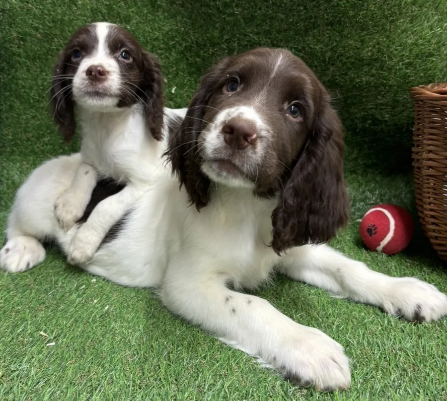 Outstanding English springer spaniels
