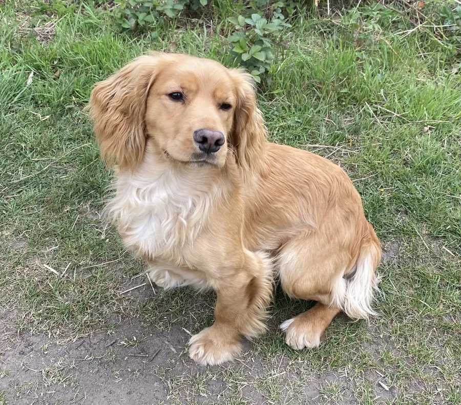 Beautiful Golden Working Cocker Spaniel