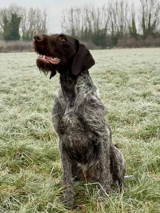 GWP Stud :- Wiremoor Gunnar