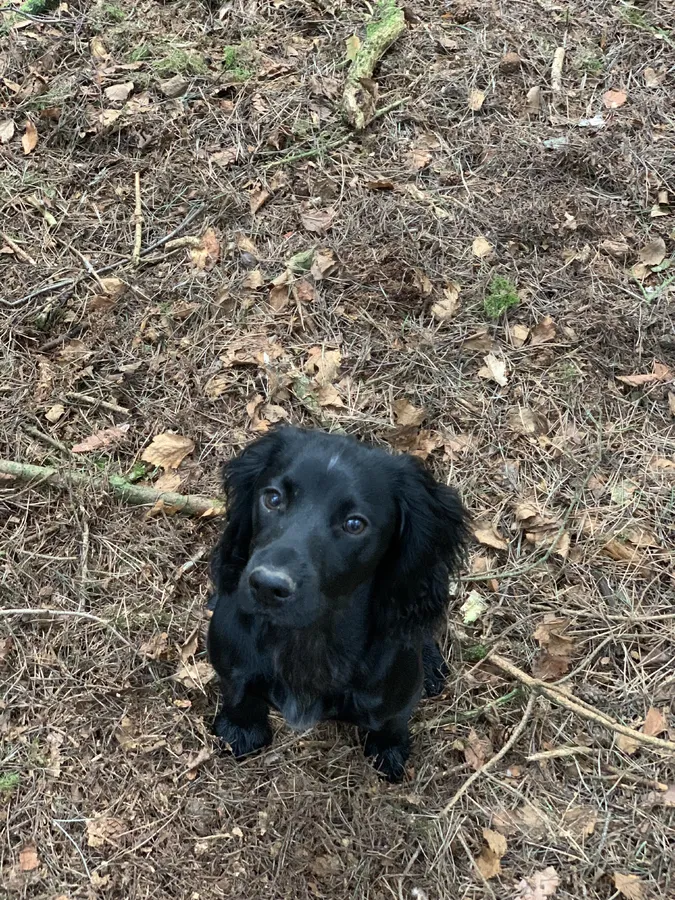 Beautiful KC Reg Working Cockers-Bred for Drive and Temperament