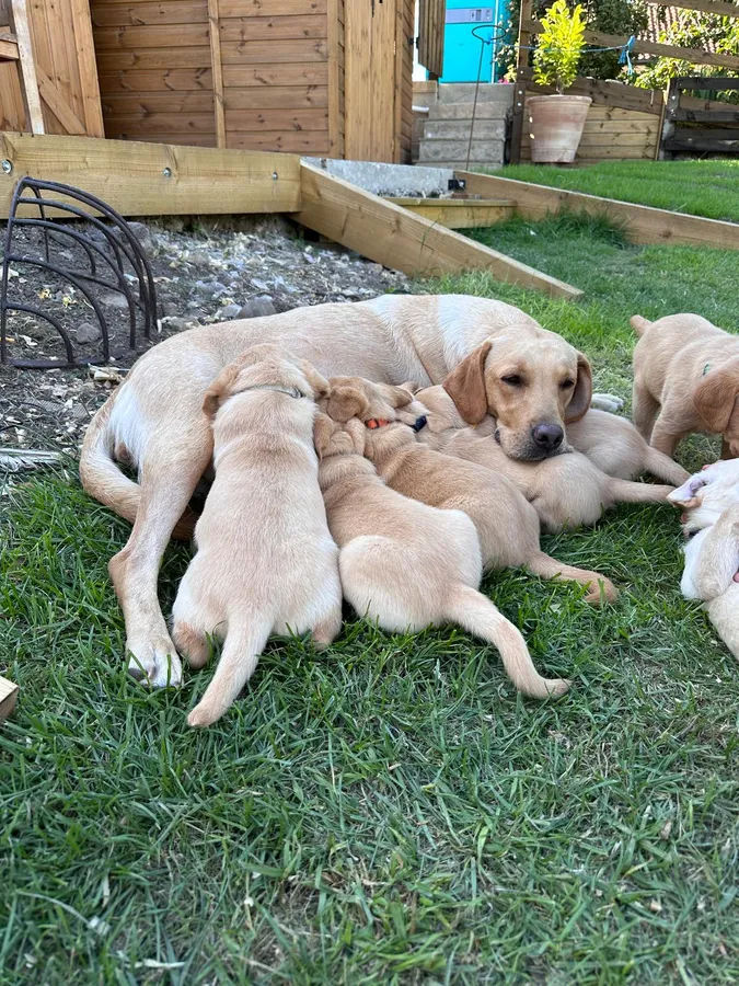 Working Yellow Labrador Puppies For Sale