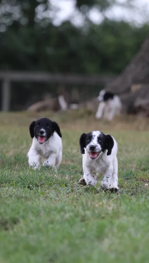 Ftch Kc Springer Puppies