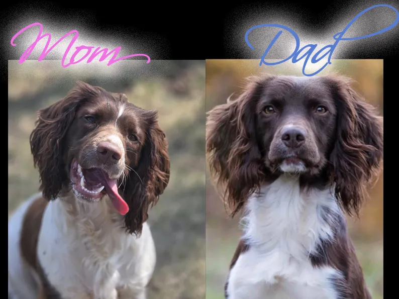 English Springer Spaniel Puppies