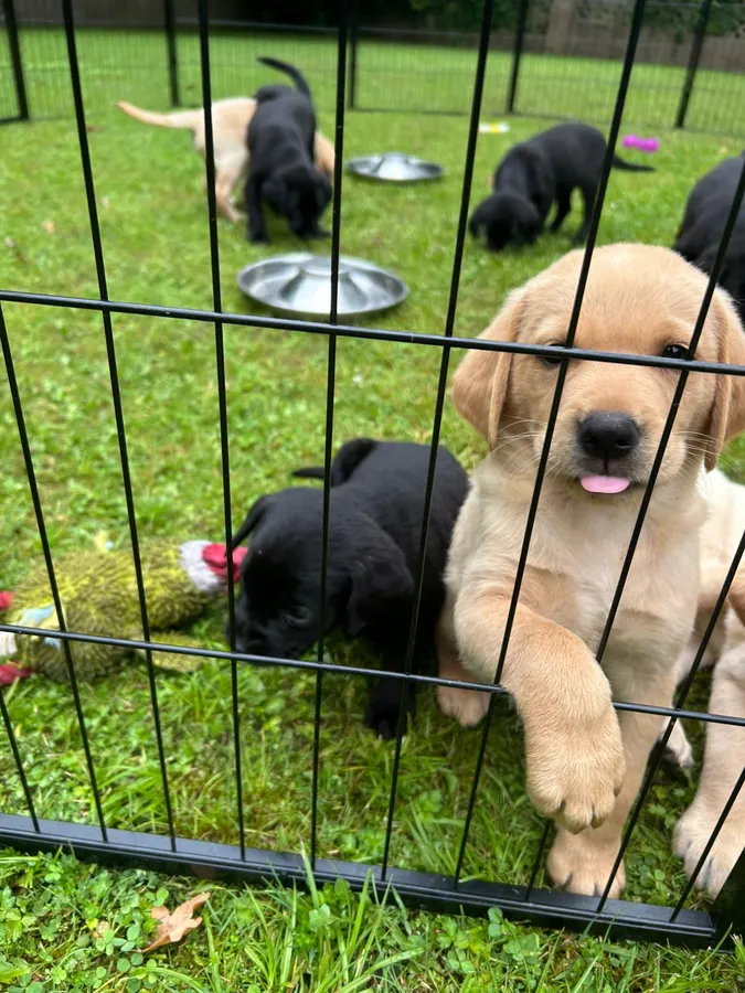 Lovely chunky Labrador Retriever pups for sale