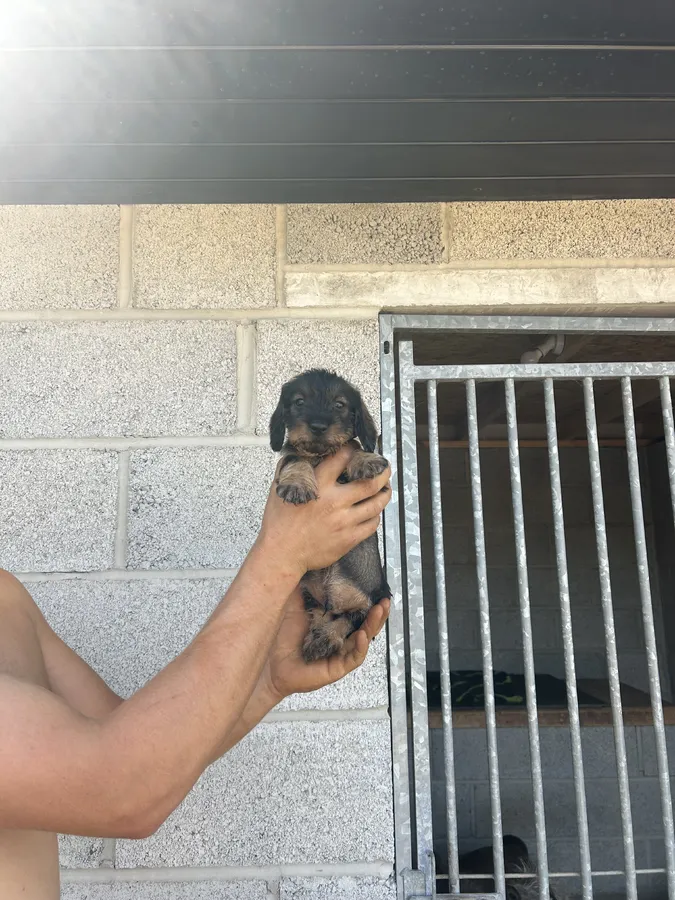 Teckels pups for sale