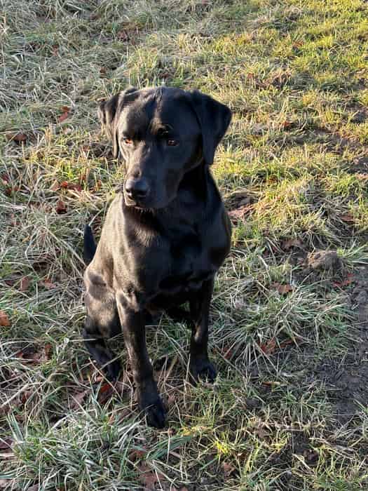Lynesykes Artemis - Proven Stud dog with many FTCH in his lines