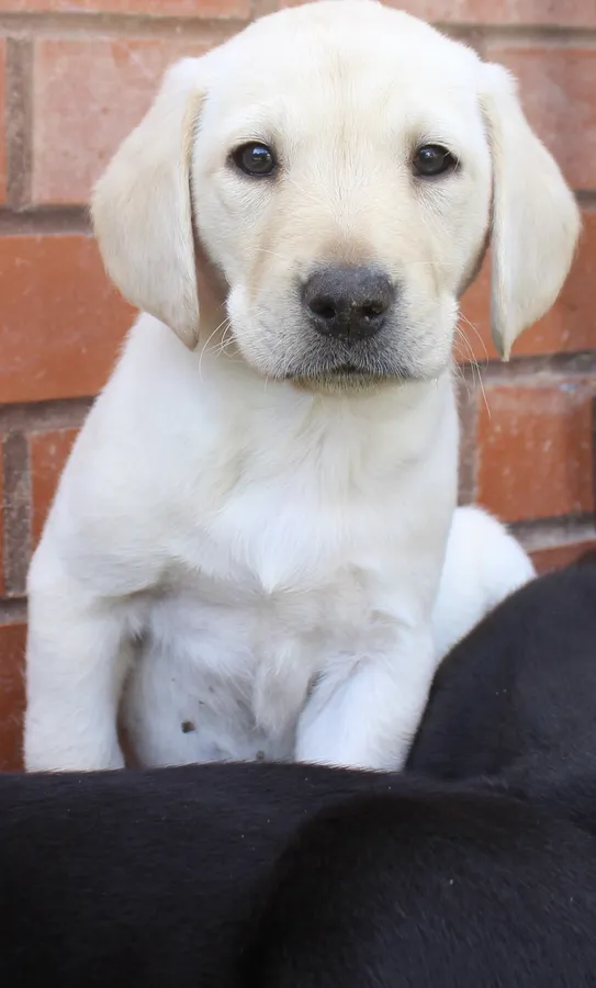 Labrador Pups