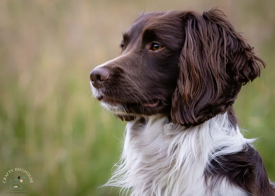 L/W Springer Stud