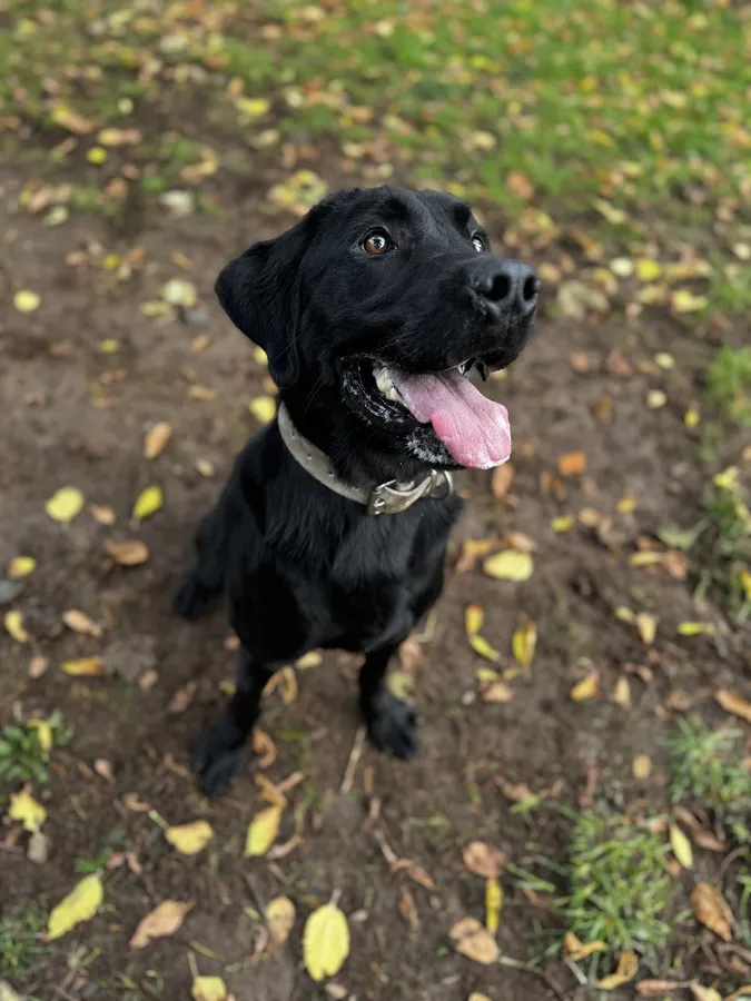 Beautiful male black Labrador
