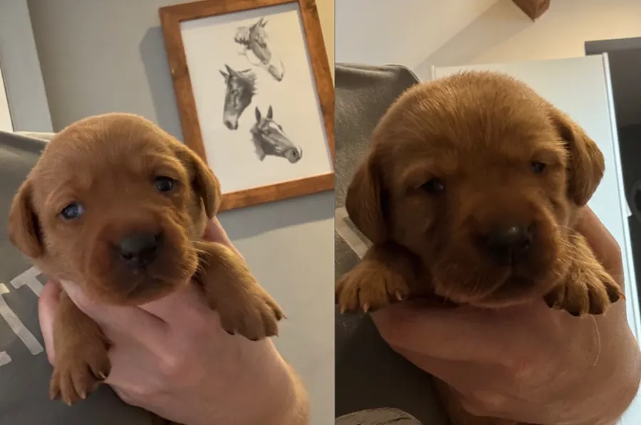 Kc Reg Health tested Fox red Labradors