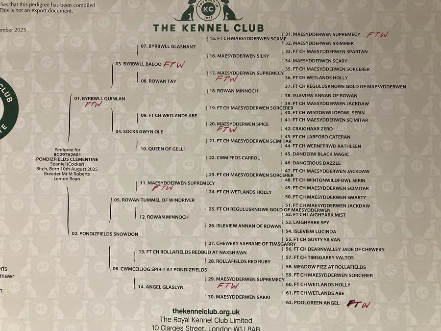 FTW Byrbwll Quinlan Lemon Roan sired pups