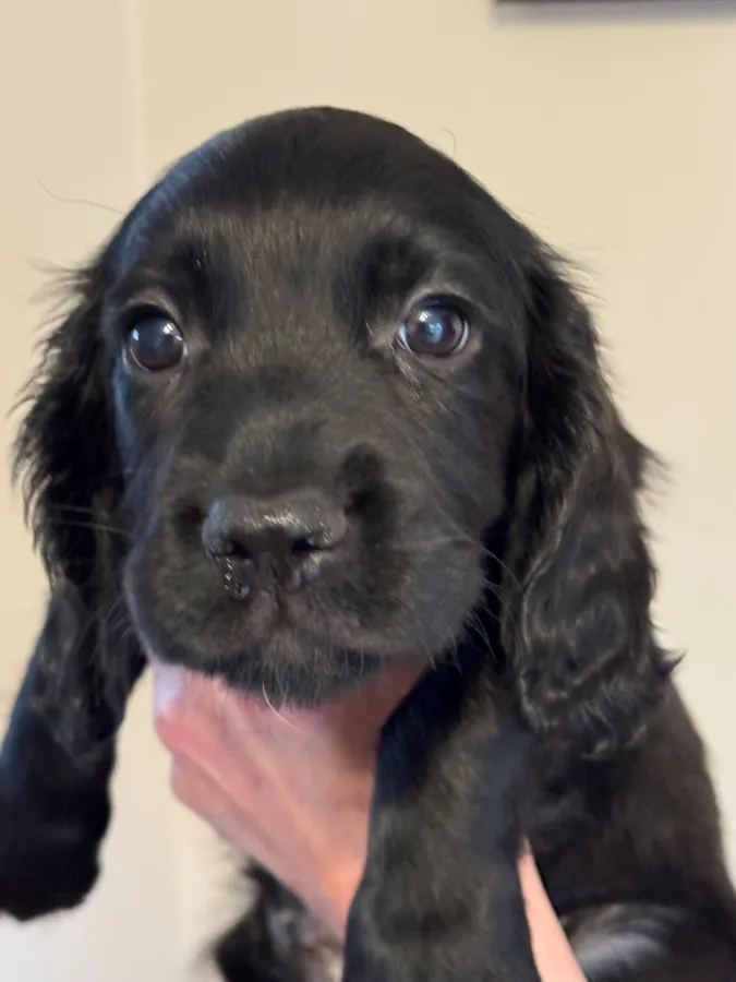 One remaining stunning working Black Cocker Pup