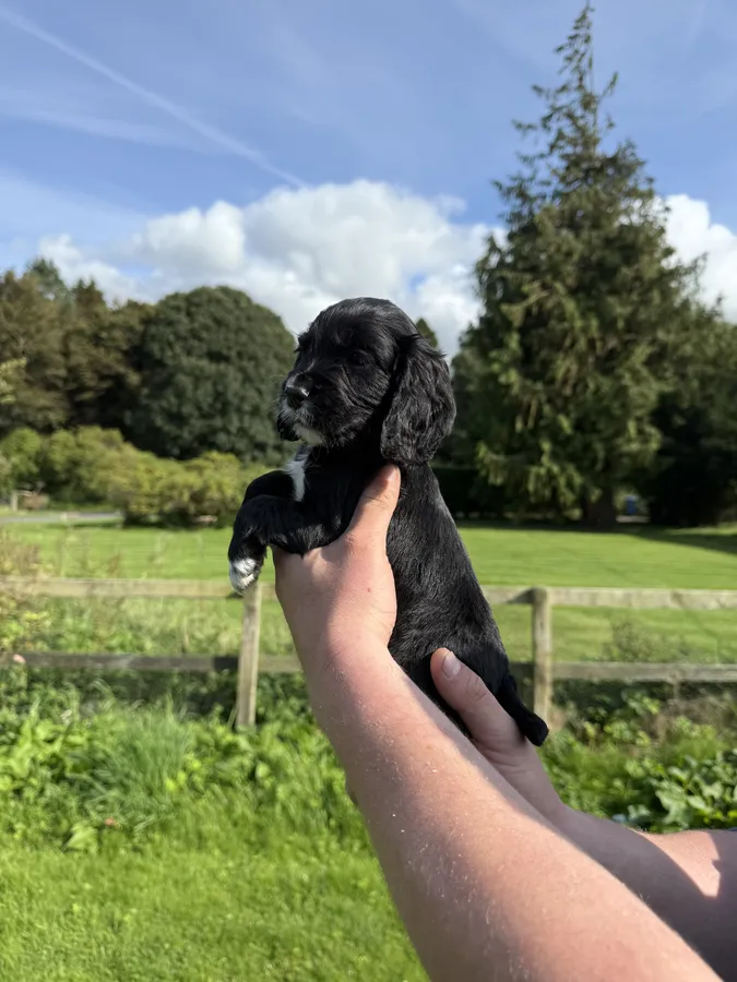 Working cocker spaniel puppies