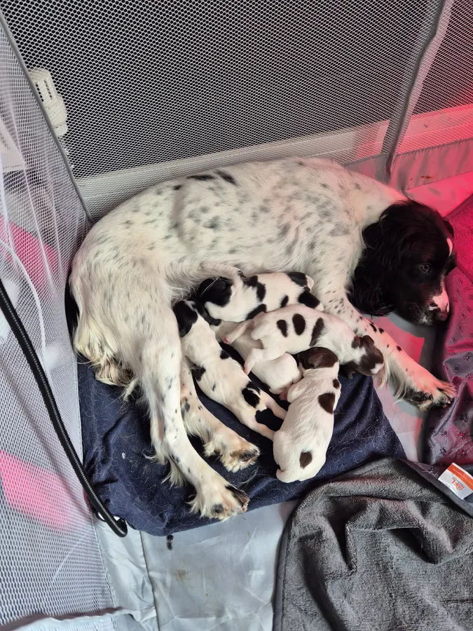 Kc working springer spaniel puppies
