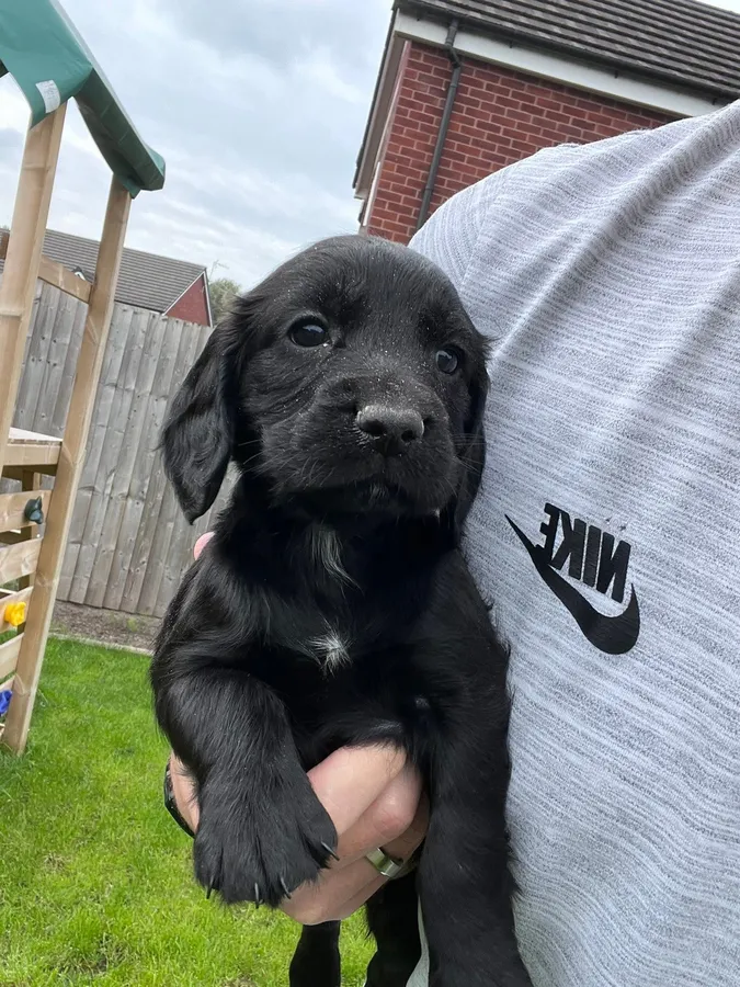 2 dog pups out of FTCH Delphaven Fern to FTCH Mallowdale Quad