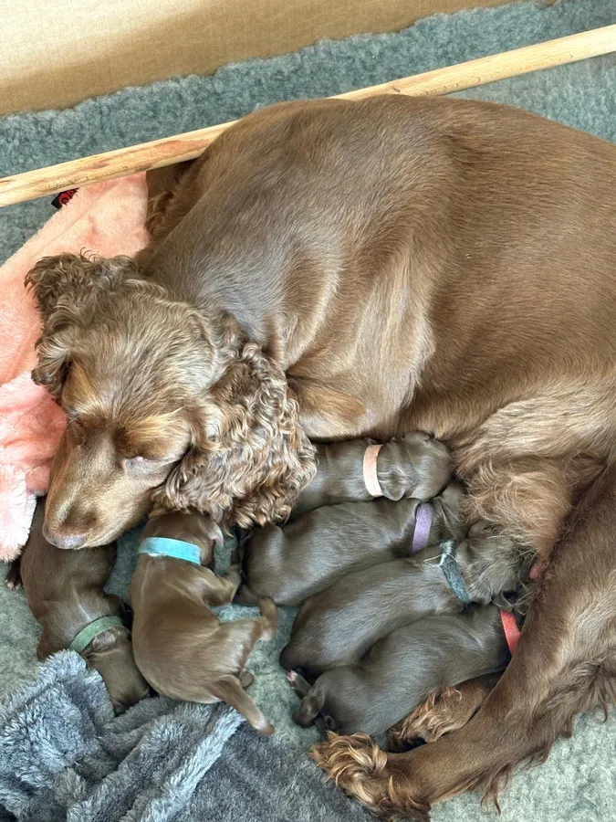 Beautiful Working Cocker Spaniels