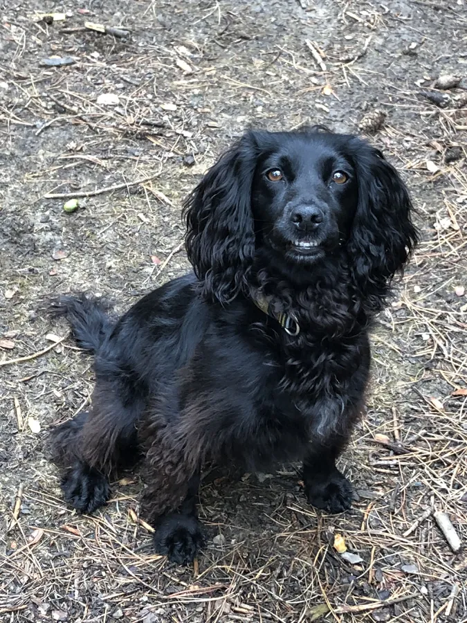 Wanted Working Cocker Spaniel