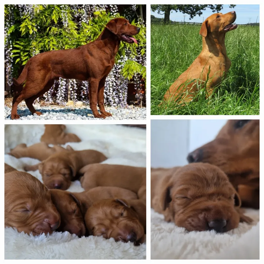 Very Dark Fox Red Labrador Puppies KC Registered